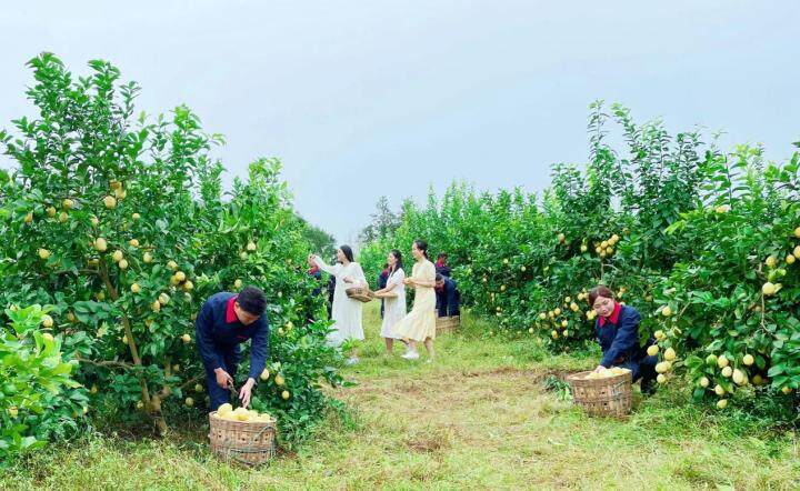 采摘檸檬（鄭魯渝  攝）