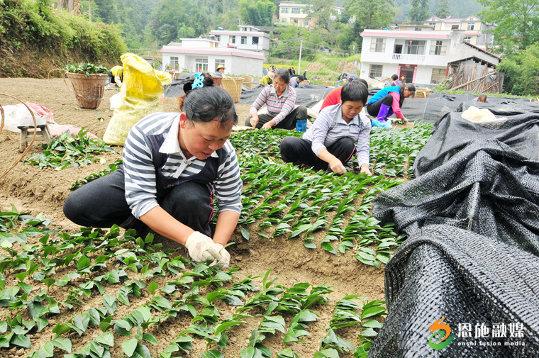 2013年9月9日，在恩施盛家壩鎮(zhèn),，茶農(nóng)在進(jìn)行無性良種茶扦插,。.JPG