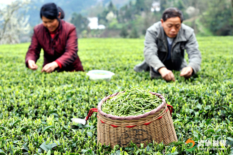 2015年3月24日,，在湖北省恩施市芭蕉侗族鄉(xiāng)戽口村，茶農(nóng)在采摘春茶,。.JPG