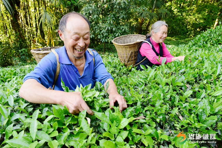 2017年5月14日,，茶農(nóng)在采摘春茶,。.JPG