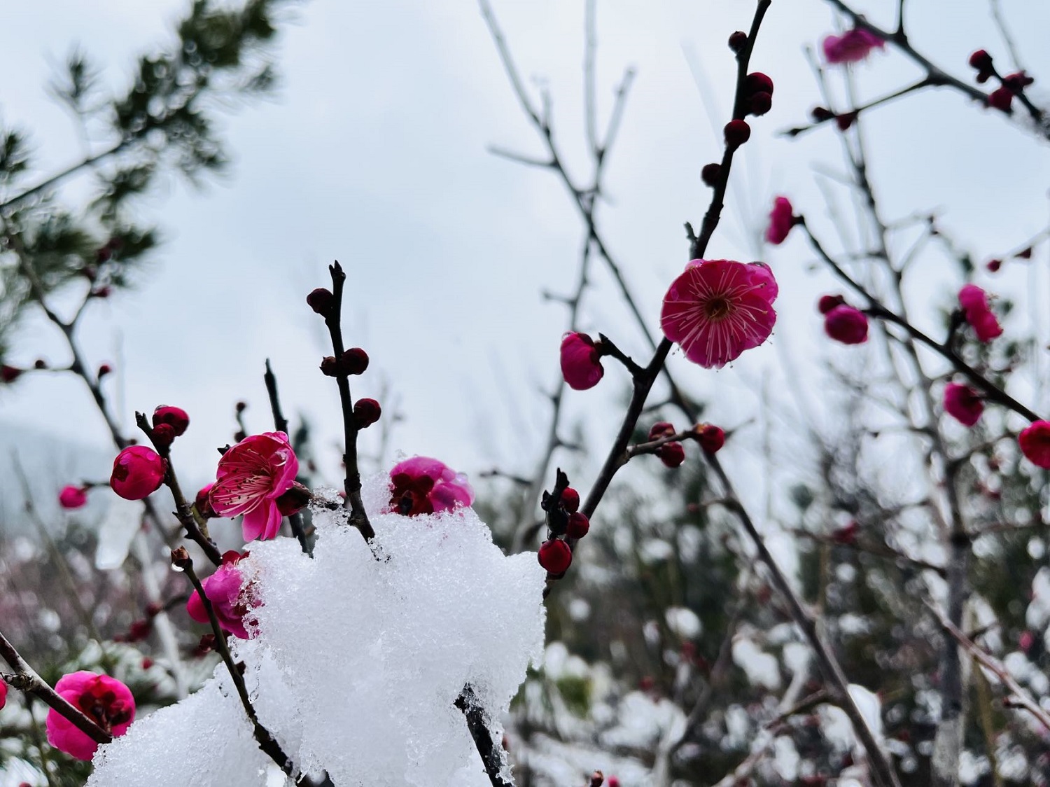 張?zhí)旖?虎爪山